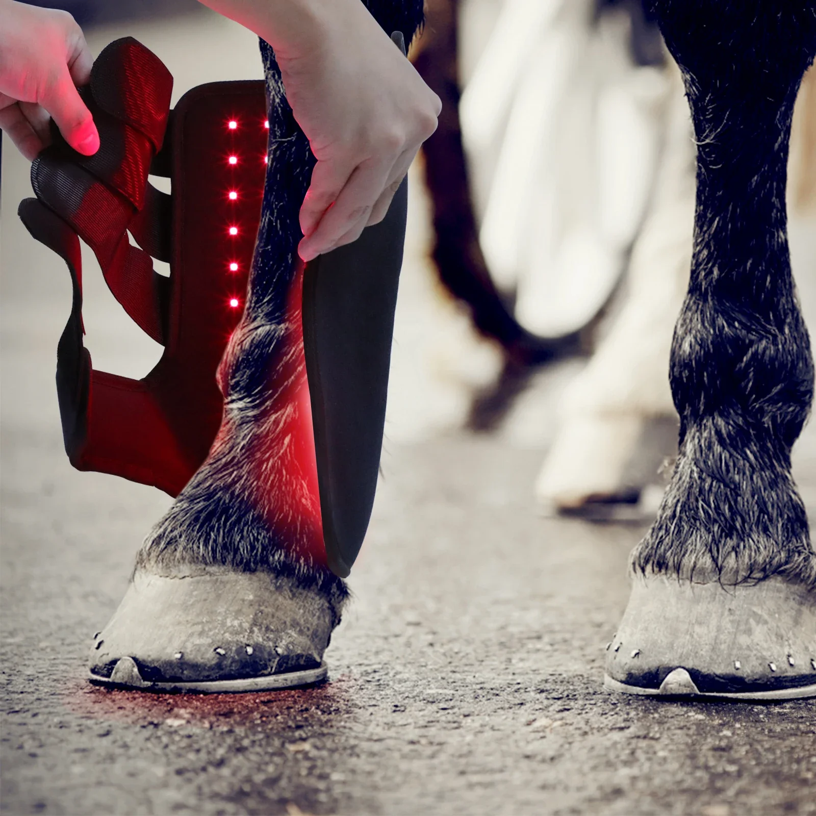 Nouvelles bottes équestres à l - Brushing Boot Horse avis et prix